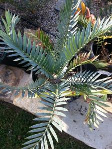 post-1262-0-56294600-1368300268_thumb.jp