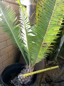 post-1262-0-65254700-1368298219_thumb.jp