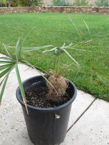 post-1262-007054100 1322253516_thumb.jpg