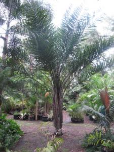 post-1262-028881400 1333410724_thumb.jpg