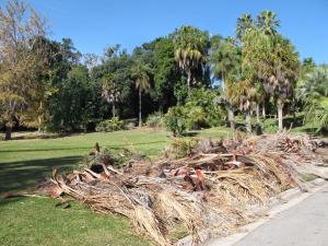 post-1262-039823400 1323051236_thumb.jpg