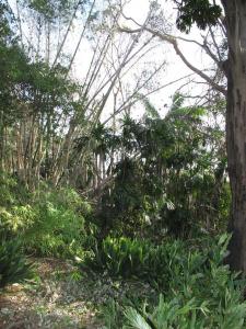 post-1262-045369800 1323051349_thumb.jpg