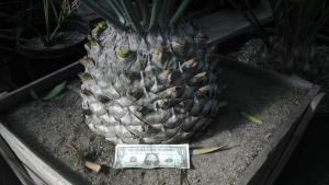 post-1270-007007200 1322955095_thumb.jpg