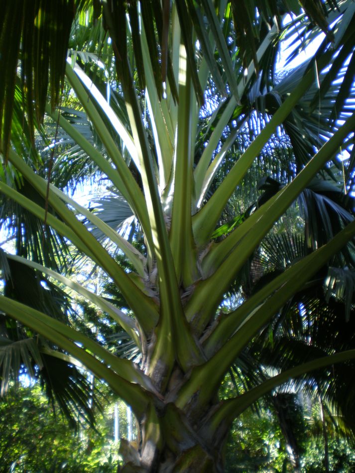Culiacan Botanical garden! - TRAVEL LOGS - PalmTalk