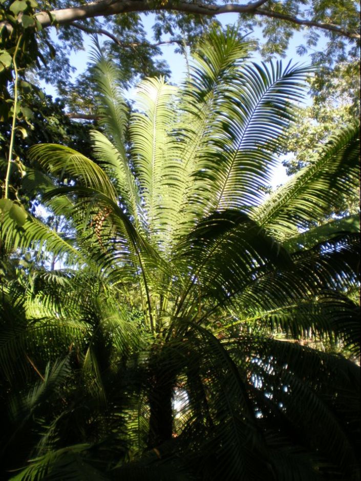 Culiacan Botanical garden! - TRAVEL LOGS - PalmTalk