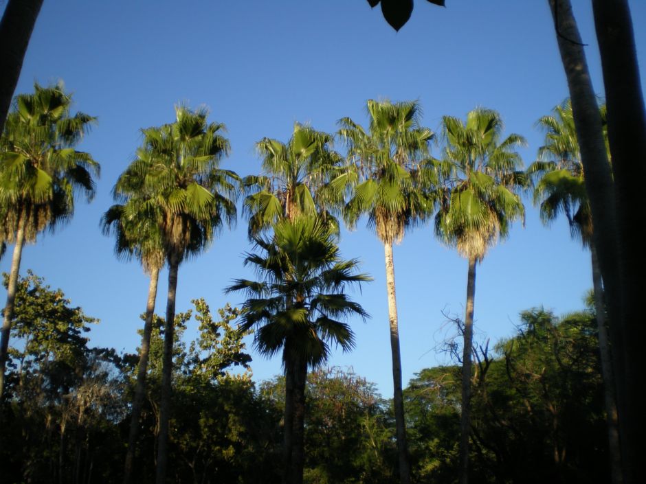 Culiacan Botanical garden! - TRAVEL LOGS - PalmTalk