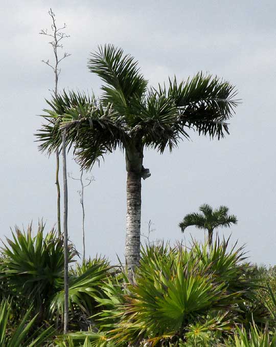 Pseudophoenix sargentii, pictures in the wild from the Yucatan