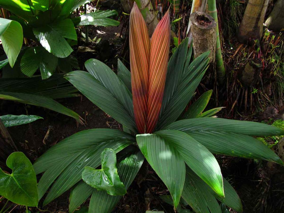 Calyptrocalyx on Trial ) DISCUSSING PALM TREES WORLDWIDE PalmTalk