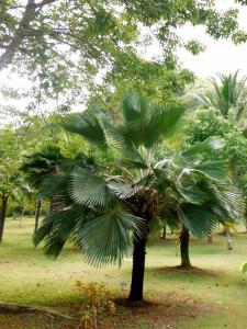 post-1300-0-17436700-1349162707_thumb.jp