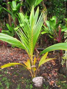 post-1300-0-18460600-1342288112_thumb.jp