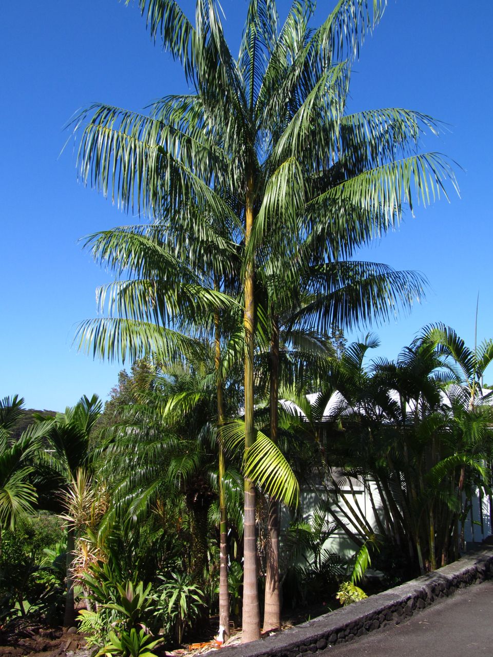The most common tree in the Amazon DISCUSSING PALM TREES WORLDWIDE