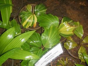 post-1300-0-25887400-1349162477_thumb.jp