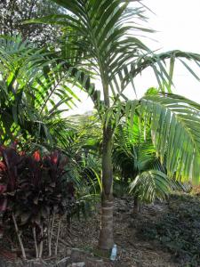 post-1300-0-26629400-1352877584_thumb.jp