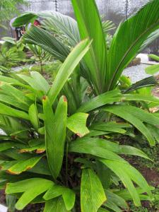 post-1300-0-40050700-1349162481_thumb.jp