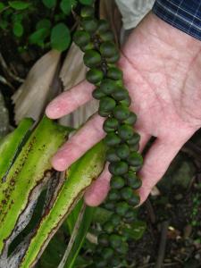 post-1300-0-50583300-1413665352_thumb.jp