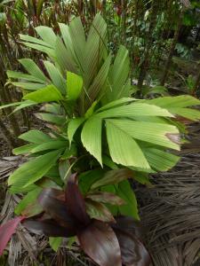 post-1300-0-71933100-1434398278_thumb.jp