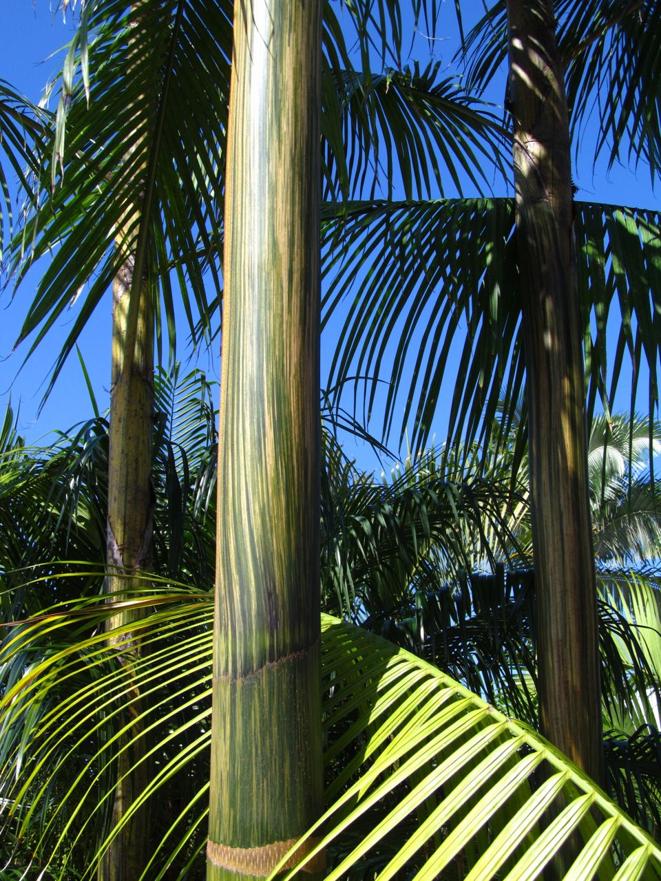 The most common tree in the Amazon DISCUSSING PALM TREES WORLDWIDE