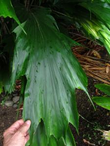 post-1300-0-75721500-1413665347_thumb.jp