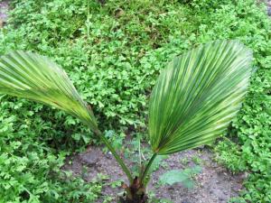 post-1300-0-76046900-1349162942_thumb.jp