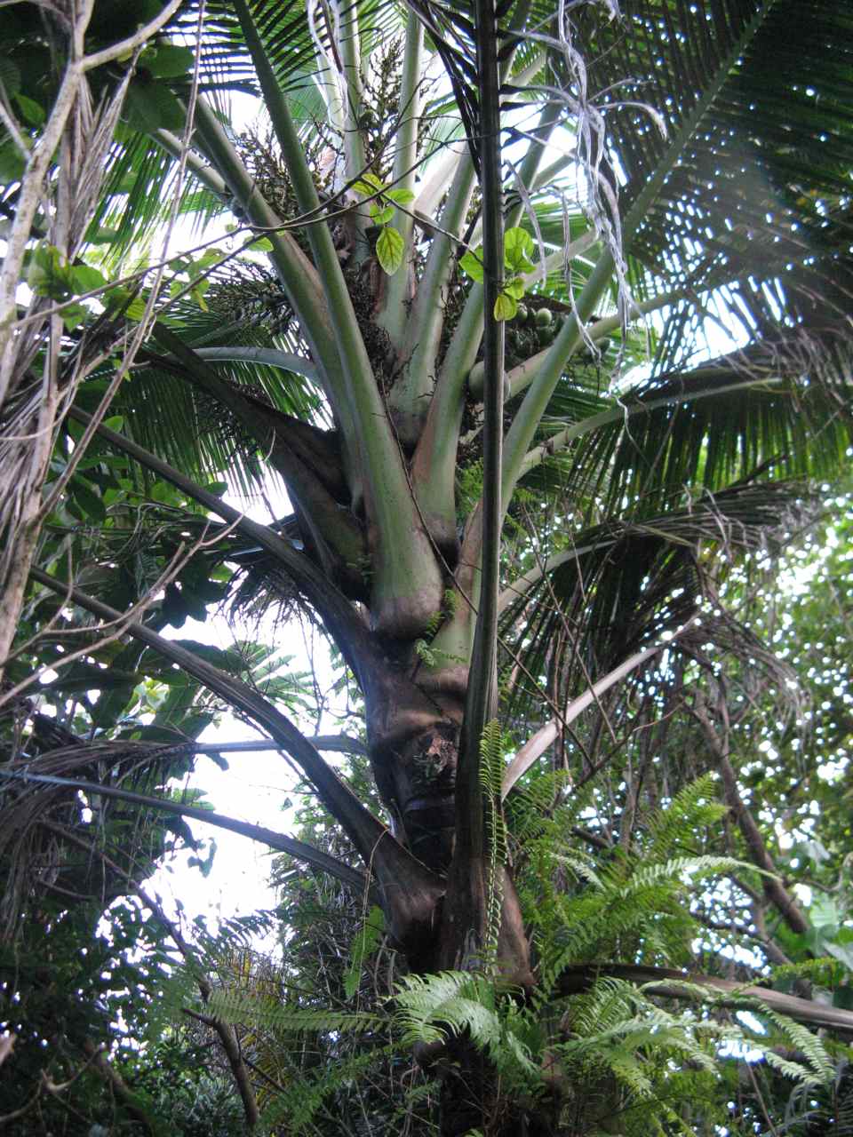 Pigafetta filaris - DISCUSSING PALM TREES WORLDWIDE - PalmTalk