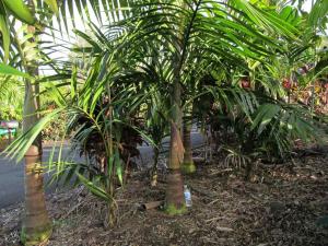 post-1300-0-81819900-1352877587_thumb.jp