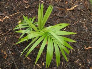 post-1300-0-97970100-1359483857_thumb.jp