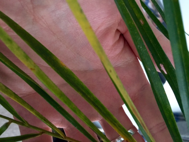 Phoenix Roebelenii - Need help guys!