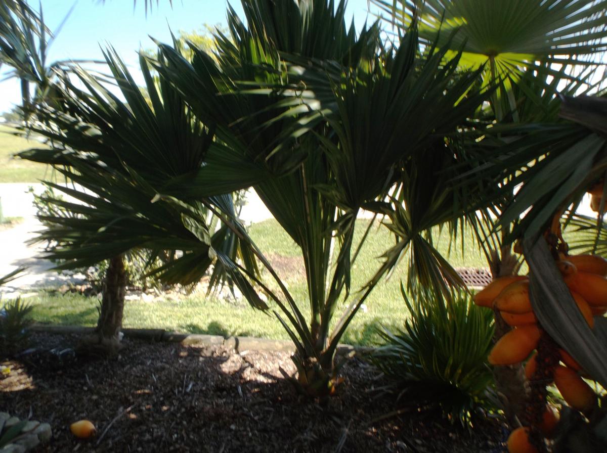 Sabal palmetto Lisa update: no flowers, no seeds yet