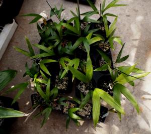 post-1349-0-18165400-1393401843_thumb.jp