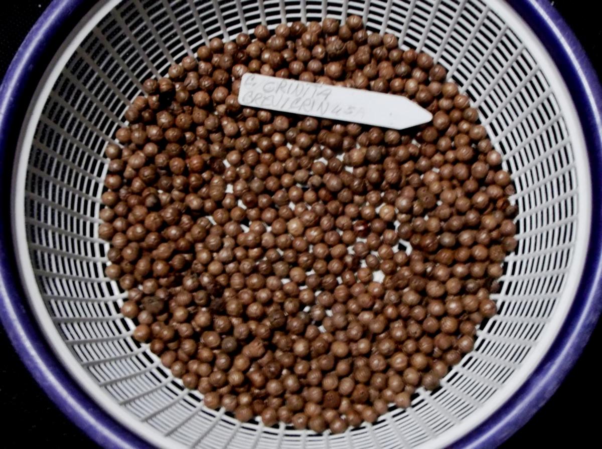 Coccothrinax crinita v brevicrinus Seeds