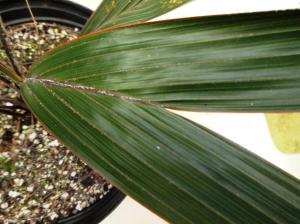 post-1349-0-22510700-1439657318_thumb.jp