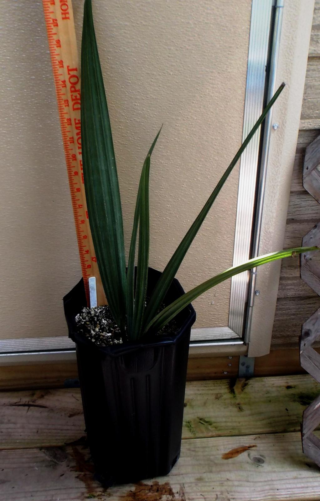 Hyphaene coriacea seedling - seed from FTBG