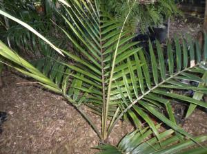 post-1349-0-32886600-1416876560_thumb.jp