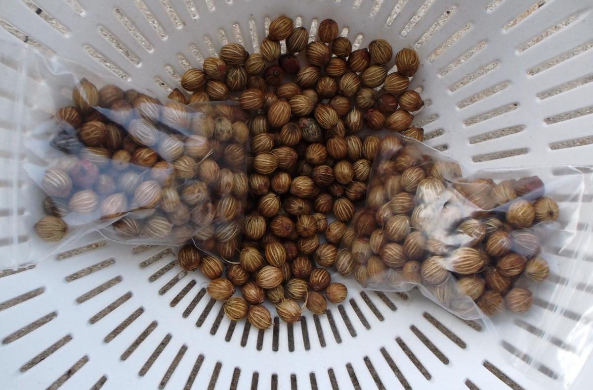 Archonotophoenix alexandrae seeds for sale