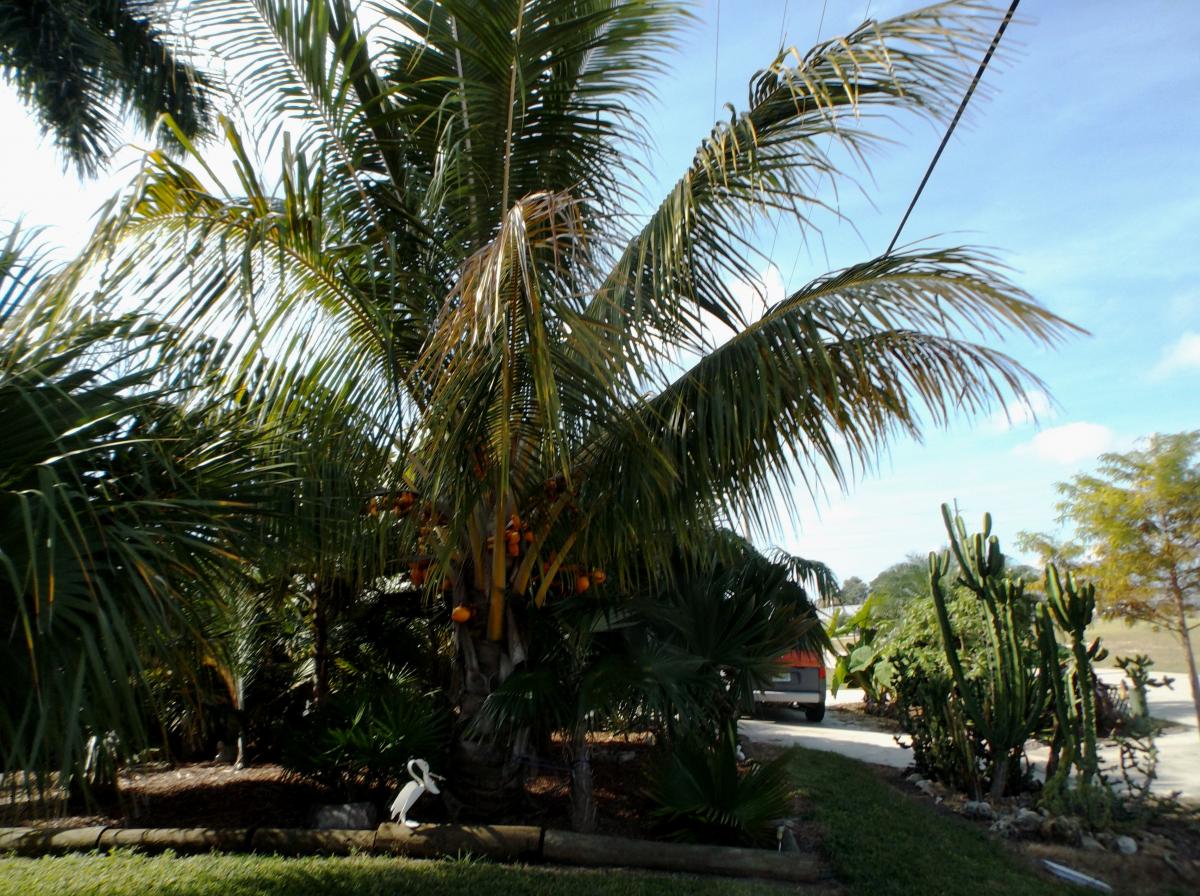 Cocos nucifera Dwarf Red Spicata - first fruits