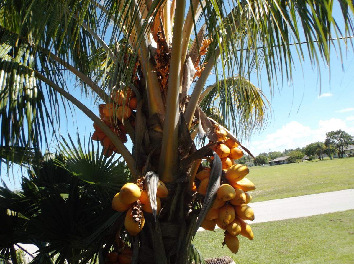 Cocos nucifera dwarf red spicata hybrid with fruit
