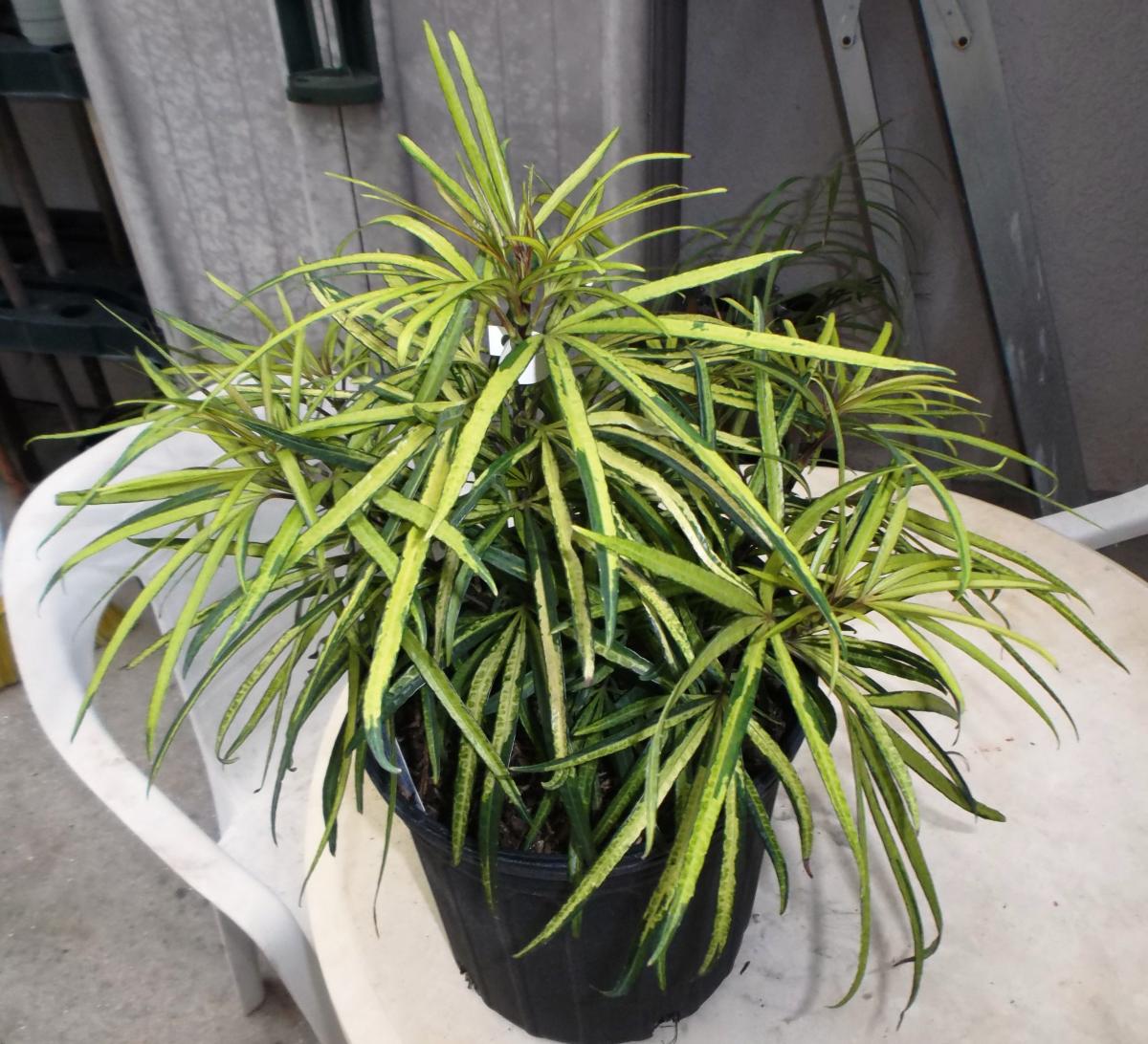Osmoxylon lineare variegata: Miagos Bush with "frondlike" leaves