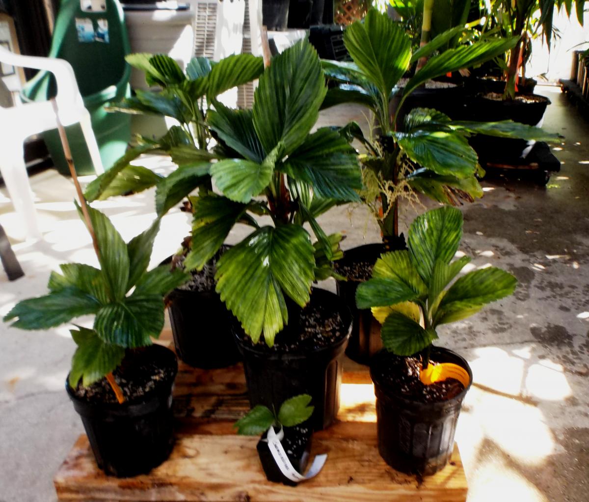 All my Cham tuercks: preparing for winter