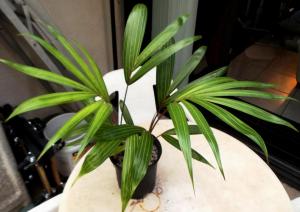 post-1349-0-74987600-1439656826_thumb.jp