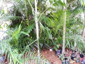 post-1349-0-75019500-1359926420_thumb.jp