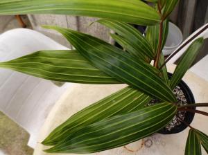 post-1349-0-75149500-1439656893_thumb.jp