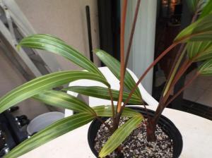 post-1349-0-81533900-1439657040_thumb.jp