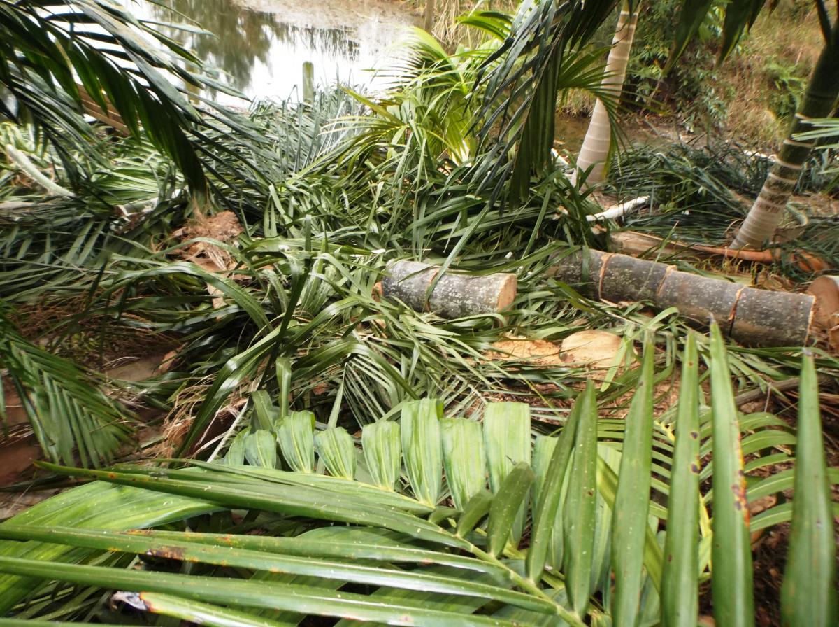 Farewell to my Queens: Palm Carnage not for faint of heart