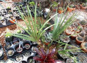 post-1349-091497500 1329510407_thumb.jpg