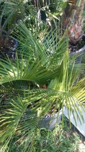 post-14014-0-03323400-1434974943_thumb.j