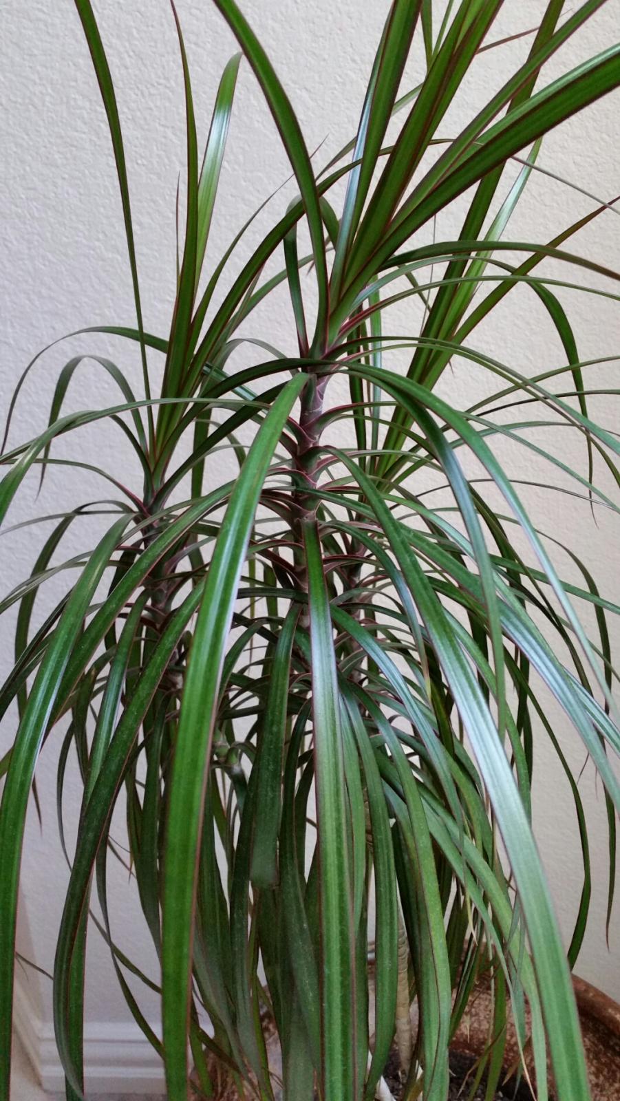What's the name of this palm...