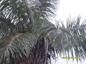 post-1464-0-70137100-1342370844_thumb.jp