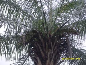 post-1464-0-85773300-1342370857_thumb.jp