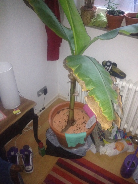 Banana struggling in Berlin