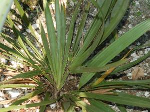 post-1490-025008500 1316104664_thumb.jpg